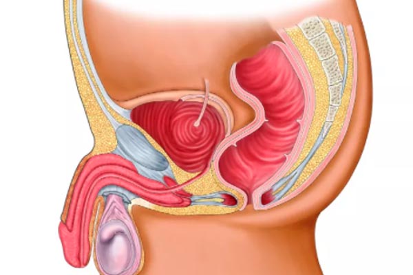 前列腺在人體起的功能